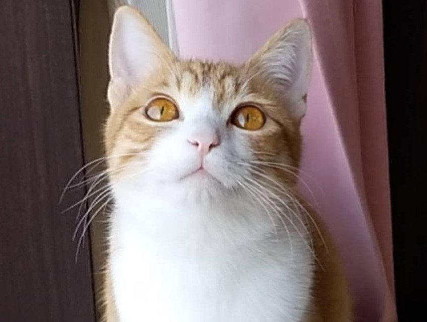 出所：@mero627puri914