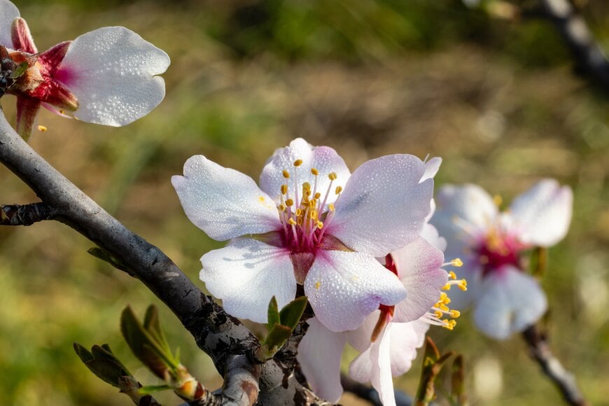 障害基礎年金1級「月8.8万円」に増額へ！2026年度4月分から適用！20歳前障害基礎年金《所得制限》「所得376万円」が分かれ目？