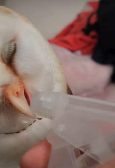 出所：@miki4wan108