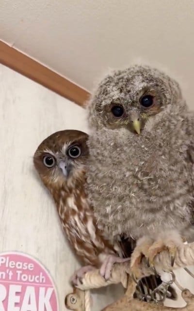 出所：@nuts3_kainushi