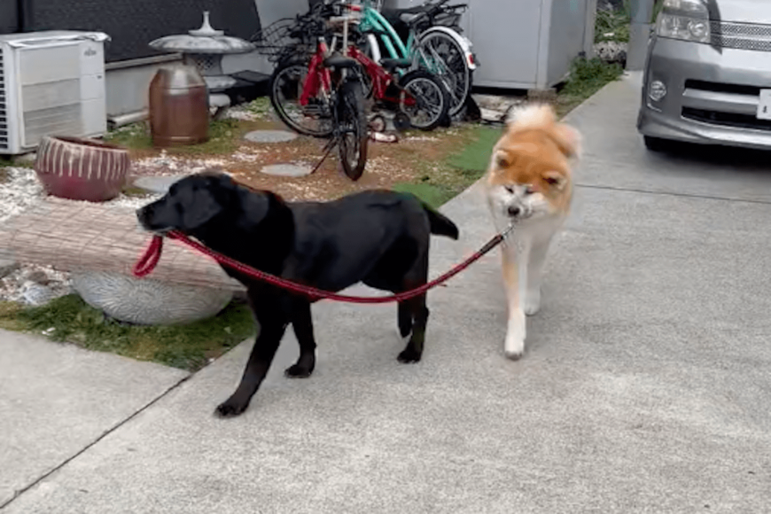 2匹の犬の散歩風景がSNSで話題　投稿者に詳しい話を聞いてみると…