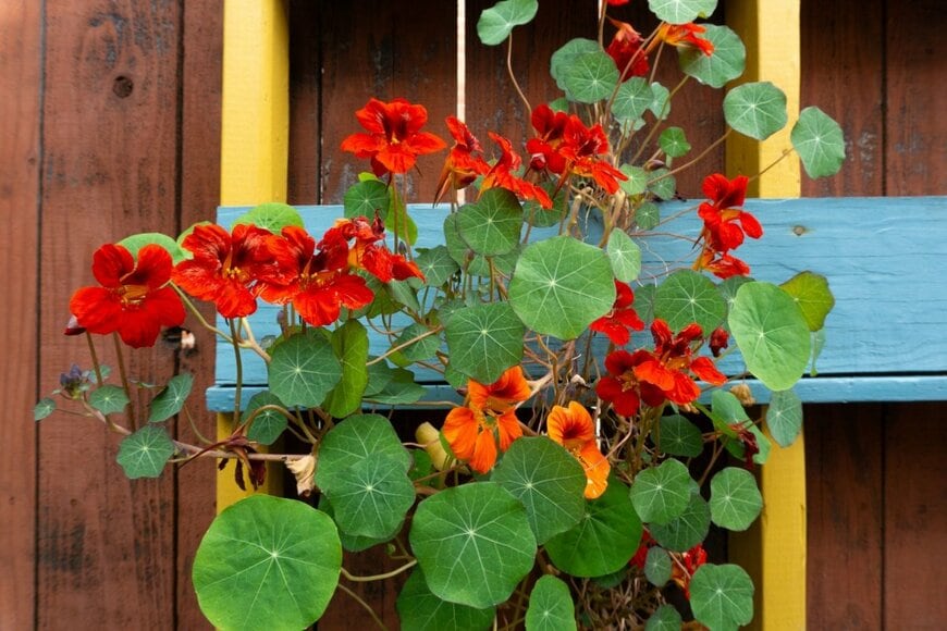 オレンジ色の花を咲かせているナスタチウム