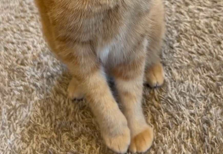 祭りの音を怖がる猫