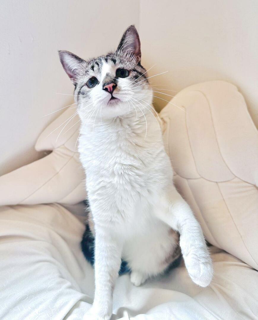 こちらを見つめる猫