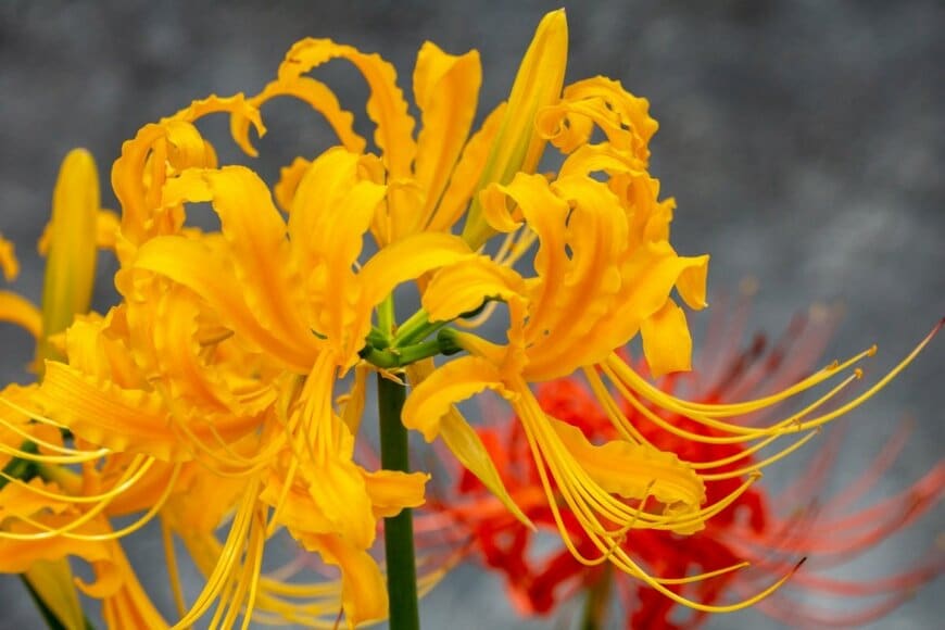 黄色い花を咲かせている、リコリス