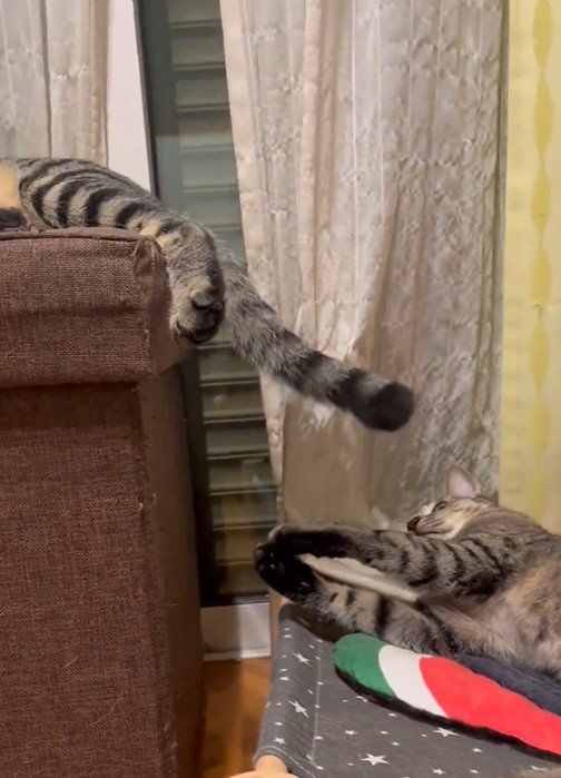 猫の目の前にしっぽ