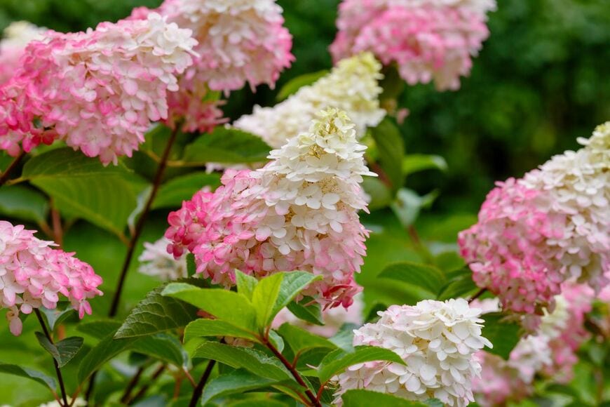 白からピンクに変化する花が美しい「ノリウツギ」