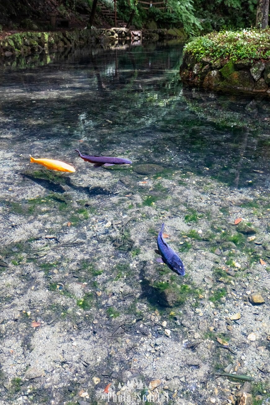鯉が浮いているように見える「関東のモネの池」