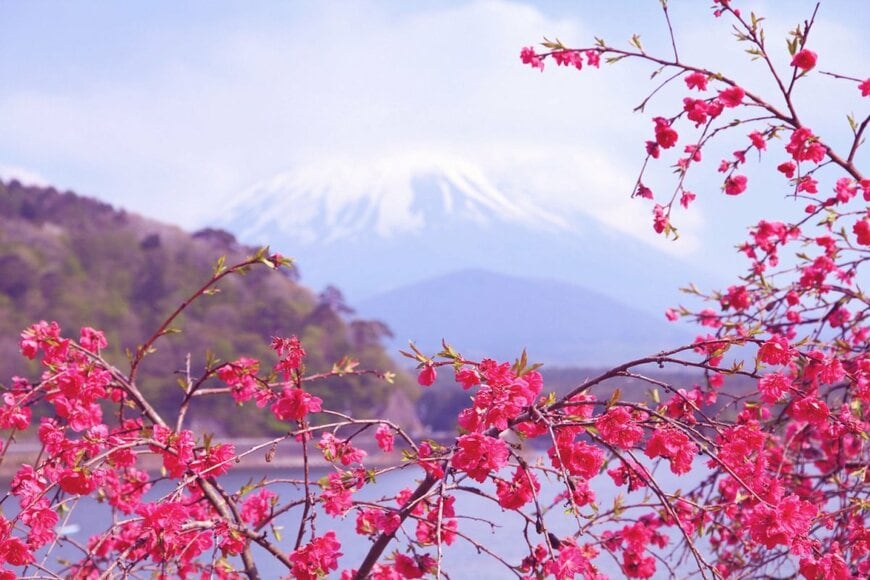 松や竹と並び縁起がいいとされてきた、日本の代表的な花ウメ。花色は濃いピンク。富士山と一緒に写っている。品種改良された品種が多い。