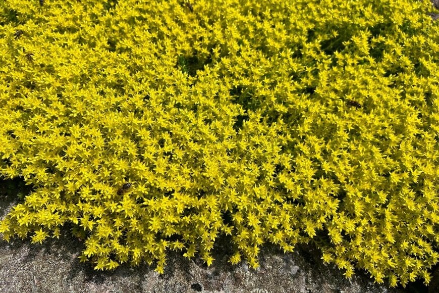 カーペット状に広がったセダム・アクレが、黄色い花を一面に咲かせている