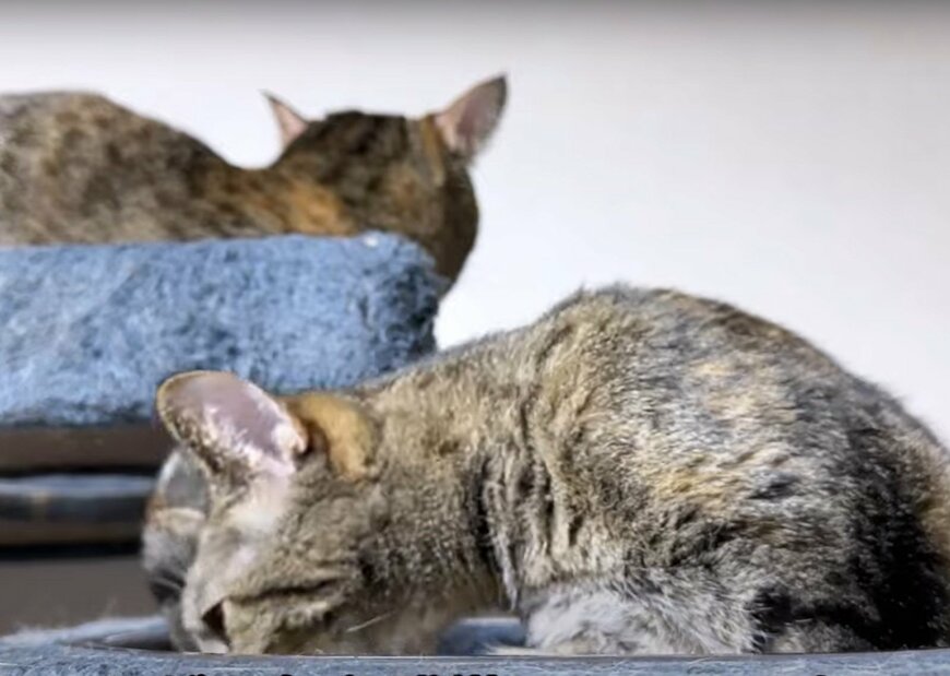 いつも通りの猫