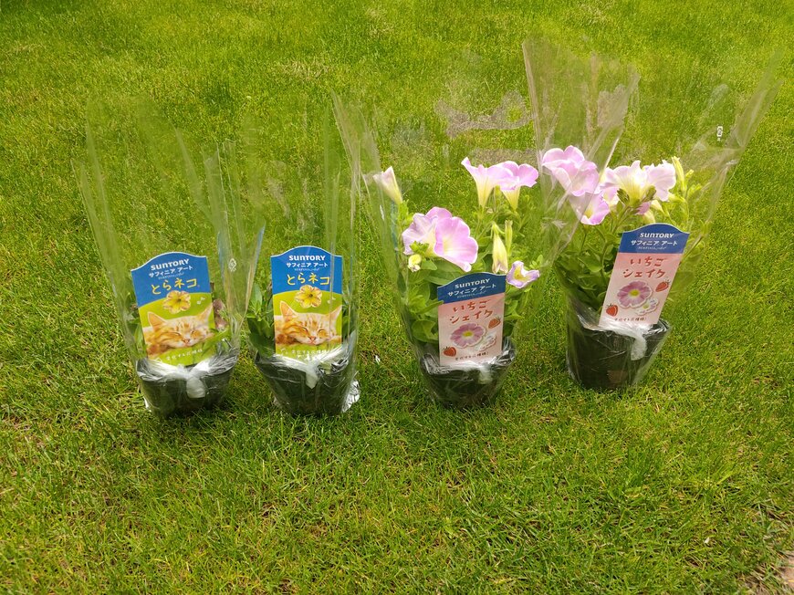 ネットで購入したサフィニア アート とらネコ＆いちごシェイクの苗