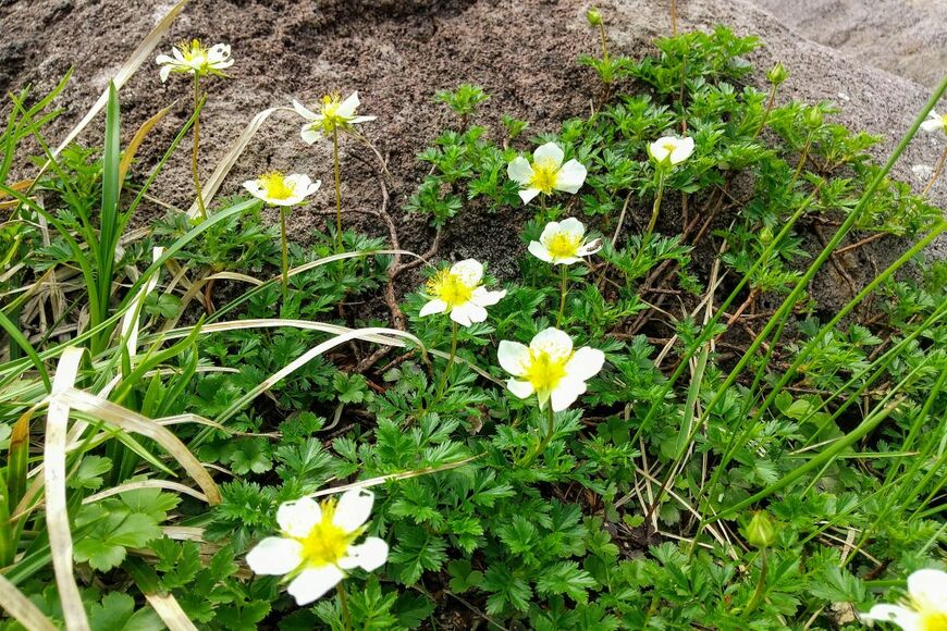 白い花びらで、真ん中が黄色い、チングルマの花