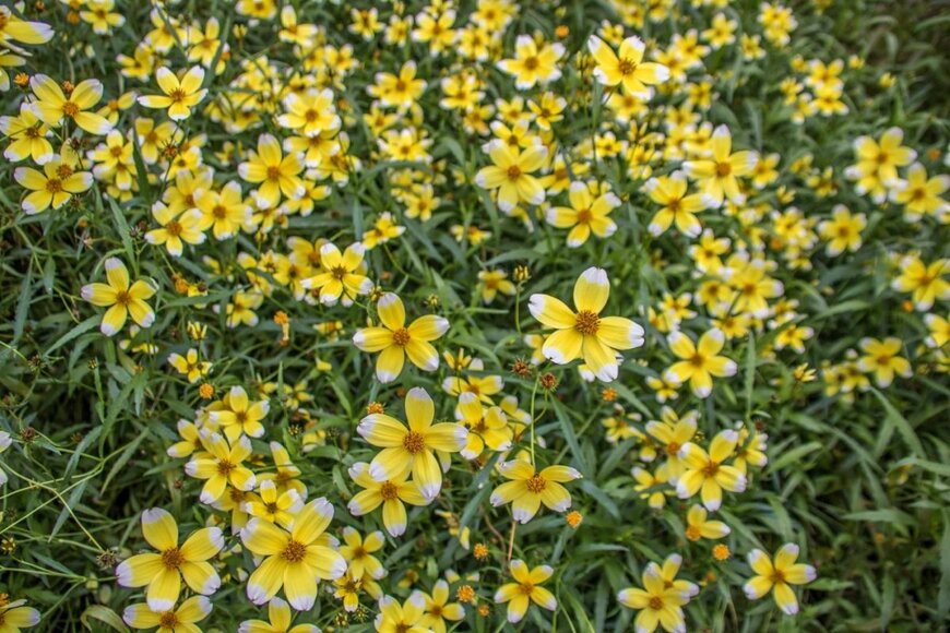 クリーム色の花びらの先が白い、ビデンスの花が満開