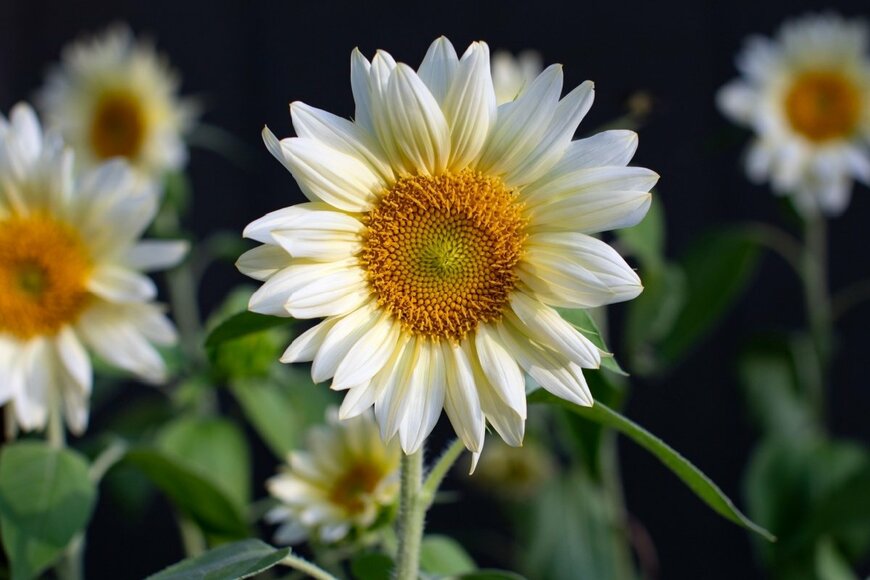 白いヒマワリの花