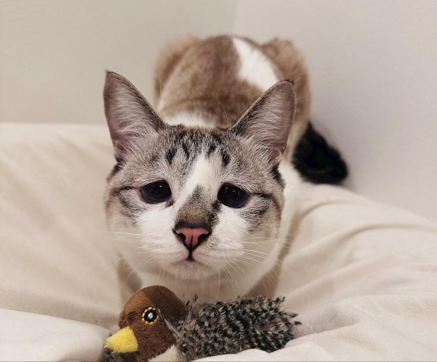 ぬいぐるみと猫