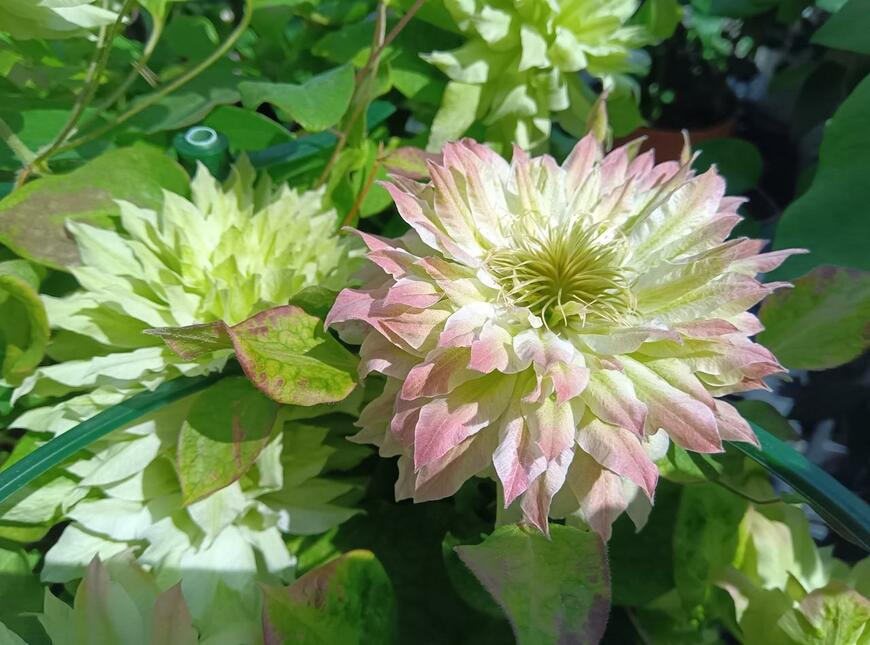 八重咲で花の中心部が白、花びらの先端がピンク色のセンノカゼ