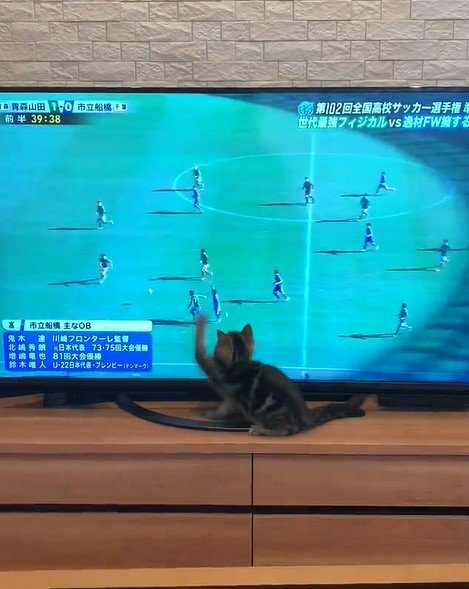 テレビの前の猫