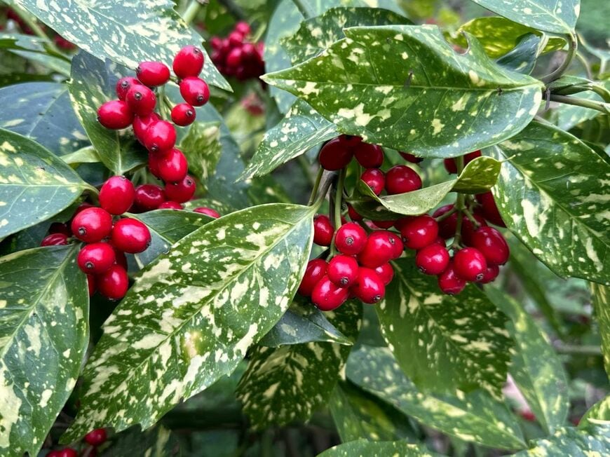 光沢のある葉が美しい「アオキ」