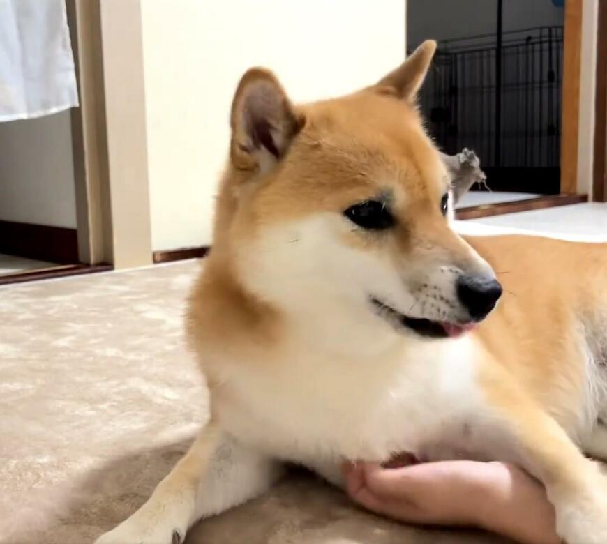 飼い主の手を摑まえる犬