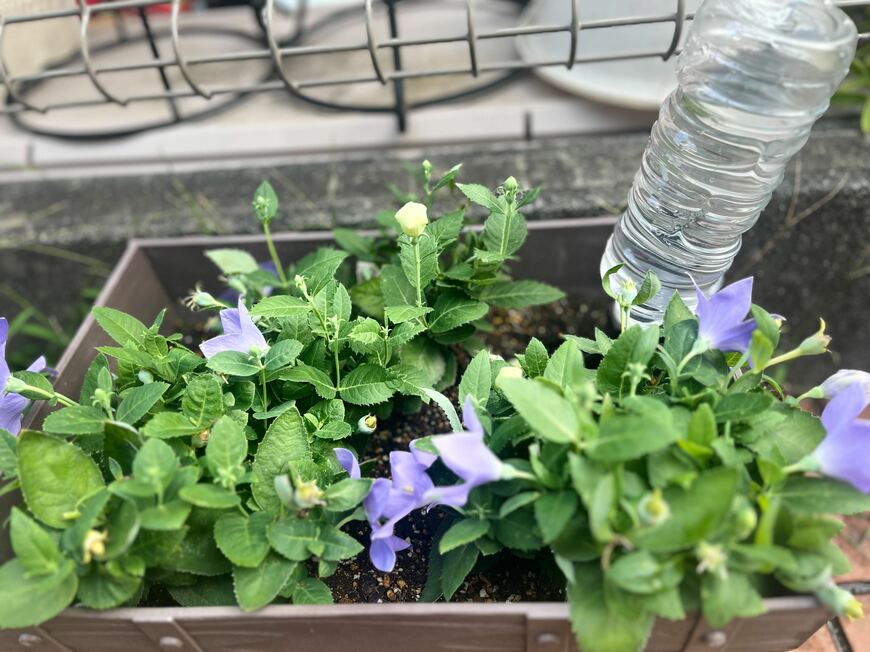 マンデビラの花、色は白。