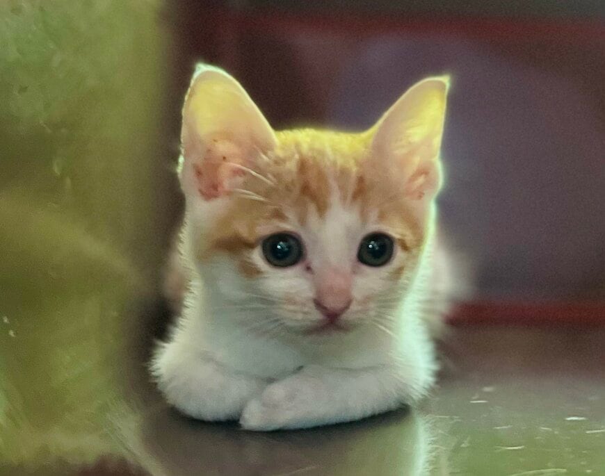 子猫時代