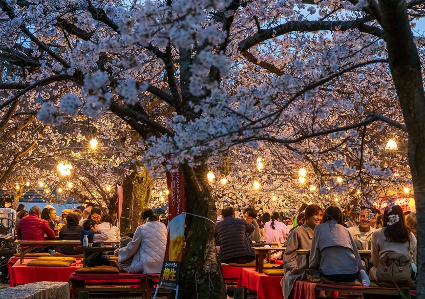 京都・円山公園で夜桜を楽しむ様子