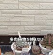 「めっちゃ格好いいやん」多肉植物が映えない〈壁〉→帰ってきて眺めたくなる〈ヨーロッパの石積み風〉に大変身！