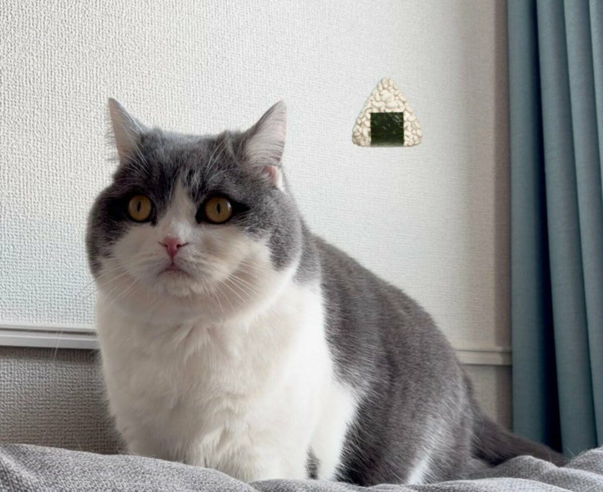 「もう…おにぎりになるしかないでし…」爪切りで絶望した猫の哀愁漂うフォルムに笑ってしまう 哀愁漂う見事な三角形フォルムに注目 | LIMO | くらしとお金の経済メディア