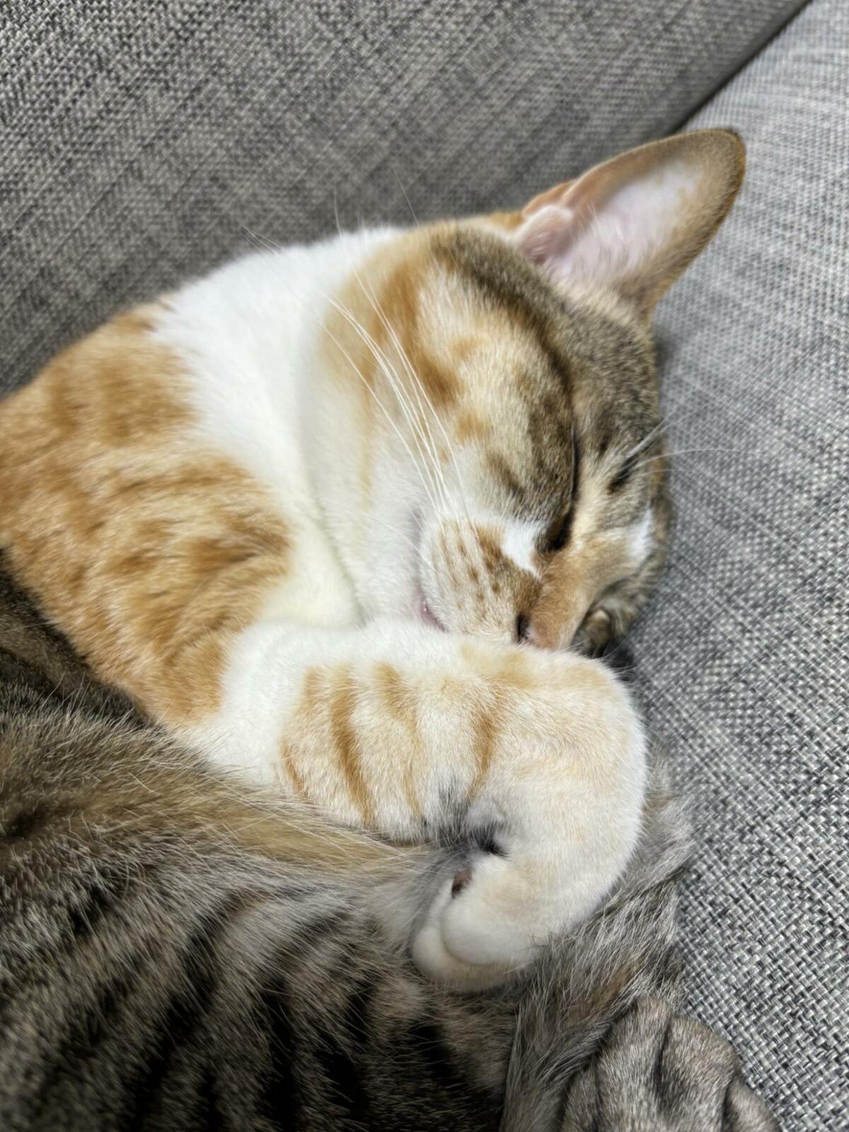 猫の寝顔を撮影中…あまりにもかわいい展開に「世界遺産…」と悶絶の声 お顔をかわいいおててで隠す姿に思わずキュン！ | LIMO | くらしとお金の経済メディア