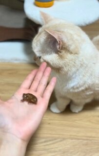 猫ちゃんとセミの抜け殻の初対面！興味津々な猫ちゃんと飼い主さんの反応が「楽しそう」と話題