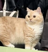 「よくそんな場所に入るね」猫が見つけた「まさかの秘密基地」に思わず笑ってしまう