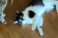 喧嘩をスタートする前の猫　可愛い仕草が話題「写真撮っていいよ」