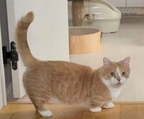 ベッドの縁を枕に…野生を忘れて熟睡する猫の「無防備な寝相」に笑ってしまう