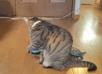 「もっとやって」と催促？猫に踏まれた亀の意外な行動に思わず爆笑