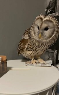 【急に狩りスイッチが入るフクロウ】狩った後のドヤ顔が可愛すぎる！