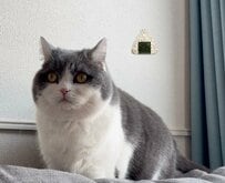 「もう…おにぎりになるしかないでし…」爪切りで絶望した猫の哀愁漂うフォルムに笑ってしまう