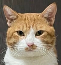 猫を抱っこしたら…その耳が忽然と消えた！？不思議な変化にほっこり
