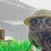 【猛暑とフクロウ】室内で虫取り体験をするも…「早く涼しくなるといいね」と励ましの声