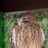 【休養するフクロウ】「すやぁ…」ぐっすり眠るフクロウさん　可愛い寝姿に「おやすみなさい」の声
