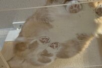 ぷにっと密着する肉球が丸見え……！猫の尊すぎる肉球スタンプに「ずっと眺めていたい」