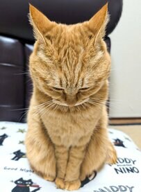 「いつもありがとう」ぺこりとお辞儀する猫ちゃんに2万いいね！“礼儀正しさ”が尊すぎる