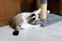 「赤ちゃんとの距離感」を理解している猫が話題　思わず癒されてしまう一コマに約8万いいね