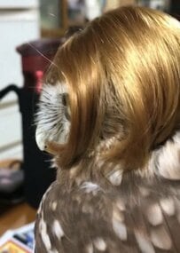【おしゃれなフクロウ】スタイリングして振り返る姿に思わず二度見「どんだけ～！！」