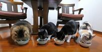 一体誰が優勝するのか！？猫ちゃんたちの熱い食いしん坊バトルにSNSほっこり