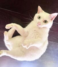 きらきらおめめの白猫さん　その姿を見た飼い主さんが気づいたことに共感！