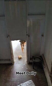 「手放されても、みんなの太陽であり続ける」5年暮らした家を手放された保護犬に反響