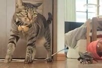 「好きな子はずっと見つめていたいよね」大好きな猫を追いかける亀の「ノールック」走行に思わず二度見