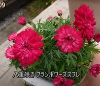 【マーガレット寄せ植え】ラズベリーカラーのマーガレット「八重咲きフランボワーズスフレ」寄せ植えが目に鮮やかで美しい！