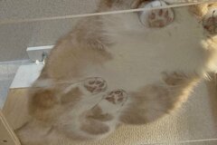 ぷにっと密着する肉球が丸見え……！猫の尊すぎる肉球スタンプに「ずっと眺めていたい」